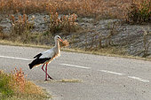 White stork (Ciconia ciconia) collecting nesting material on a road, Spain