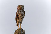 Little owl (Athene noctua) on a pole, Otero, Spain