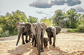 African bush elephant (Loxodonta africana) family looking front view for water in dry riverbed in Kruger National park, South Africa