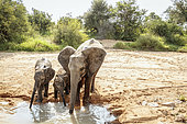 African bush elephant (Loxodonta africana) female with two calfs drinking in waterhole in Kruger National park, South Africa