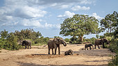 African bush elephant (Loxodonta africana) group with calf walking in dry riverbed in Kruger National park, South Africa