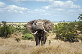 Angry african bush elephant (Loxodonta africana) big tusker front view in savannah in Kruger National park, South Africa
