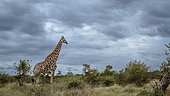 Giraffe (Giraffa camelopardalis) standing in savannah with cloudy sky in Kruger National park, South Africa
