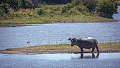 Hippopotamus (Hippopotamus amphibius) in standing and yawning in island in middle of river in Kruger National park, South Africa