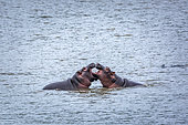 Two young Hippopotamus (Hippopotamus amphibius) playing face to face in water in Kruger National park, South Africa