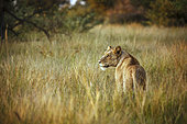 African lioness (Panthera leo) standing in alert in dry savannah in Kruger National park, South Africa