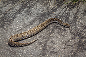 Puff adder (Bitis arietans) crossing safari road in Greater Kruger National park, South Africa