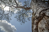 Rock monitor (Varanus albigularis) on tree trunk in Greater Kruger National park, South Africa