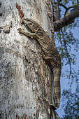 Rock monitor (Varanus albigularis) on tree trunk in Greater Kruger National park, South Africa