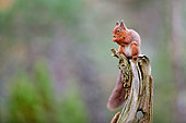Red squirrel (Sciurus vulgaris) feedind on old tree stump - Cairngorms National Park, Highlands, Scotland, UK