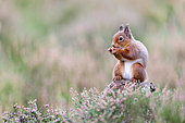 Red squirrel (Sciurus vulgaris) feedind on old tree stump in heather - Cairngorms National Park, Highlands, Scotland, UK