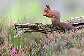 Red squirrel (Sciurus vulgaris) feedind on old tree branch in heather - Cairngorms National Park, Highlands, Scotland, UK