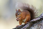 Red squirrel (Sciurus vulgaris) feedind in pine forest - Cairngorms National Park, Highlands, Scotland, UK