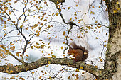 Red squirrel (Sciurus vulgaris) feedind on birch branch - Cairngorms National Park, Highlands, Scotland, UK