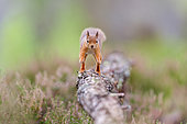 Red squirrel (Sciurus vulgaris) running along branch in heather - Cairngorms National Park, Highlands, Scotland, UK