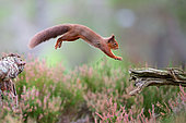 Red squirrel (Sciurus vulgaris) leaping between tree stumps in heather - Cairngorms National Park, Highlands, Scotland, UK