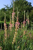 Common Sainfoin (Onobrychis viciifolia), Perennial legume, in bloom
