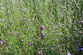 Common Corncockle (Agrostemma githago) in bloom