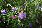 Common Corncockle (Agrostemma githago) flowers