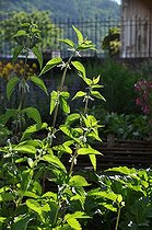 Stinging nettle (Urtica dioica) in a garden