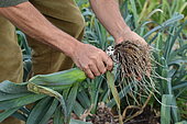 Removing a leek (Allium ampeloprasum) from a vegetable garden.