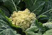 Cauliflower (Brassica oleracea) in a vegetable garden.