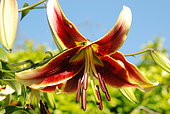 Hybrid Lily 'Scheherazade', flower