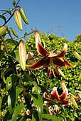 Hybrid Lily 'Scheherazade', flower