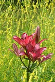 Asian hybrid lily, flowers