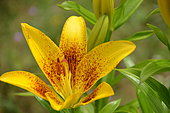 Asian hybrid lily , flower