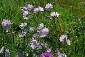 Musk mallow (Malva moschata), flowers