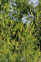 Ribbed Melilot (Melilotus officinalis) in bloom
