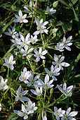 Garden Star-of-Bethlehem (Ornithogalum umbellatum), flowers