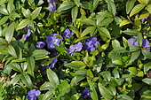 Common periwinkle (Vinca minor), flowers