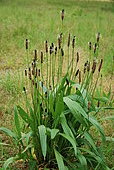 Narrowleaf Plantain (Plantago lanceolata)