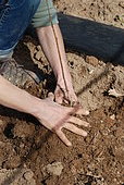Planting seedlings to create a hedge.