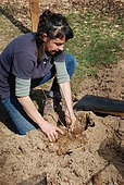 Planting seedlings to create a hedge.