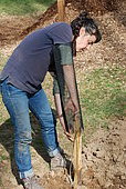 Planting seedlings to create a hedge.