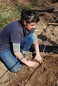 Planting seedlings to create a hedge.