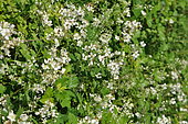 Shrubby blackberry (Rubus fruticosus), flowers
