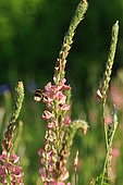Common Sainfoin (Onobrychis viciifolia), Perennial legume, in bloom