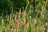 Common Sainfoin (Onobrychis viciifolia), Perennial legume, in bloom