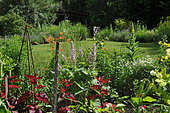 Clary sage (Salvia sclarea) in a landscape garden.