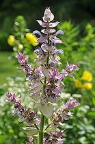 Clary sage (Salvia sclarea), flowers