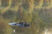 Hippo (Hippopotamus amphibius) in a pool at sunset. Kruger NP. South Africa