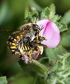 Cotton bee (Anthidium manicatum), mating on bugrane (Ononis spinosa), Vosges du Nord Regional Nature Park, France