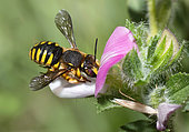Cotton bee (Anthidium manicatum), female on bugrane (Ononis spinosa), Vosges du Nord Regional Nature Park, France