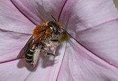 Perez's Small-Mason Bee (Hoplitis perezi) on Mallow-leaved Bindweed (Convolvulus althaeoides), Mont Ventoux, Provence, France