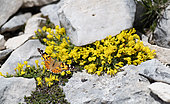 Painted lady (Vanessa cardui) foraging on androsace (Vitaliana primuliflora) Mont Ventoux, Provence, France