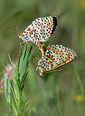 Spotted Fritillary (Melitaea didyma) mating, Mont Ventoux, Provence, France